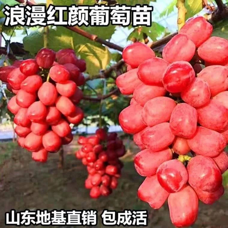 浪漫红颜葡萄苗南方北方种植新品种葡萄树苗正宗耐寒盆栽地载树苗