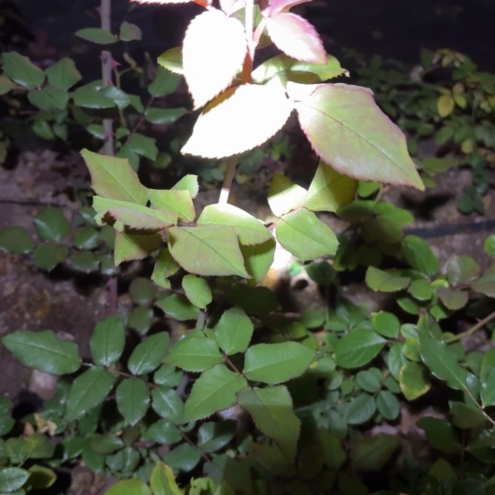 无花朵甜蜜卡洛琳