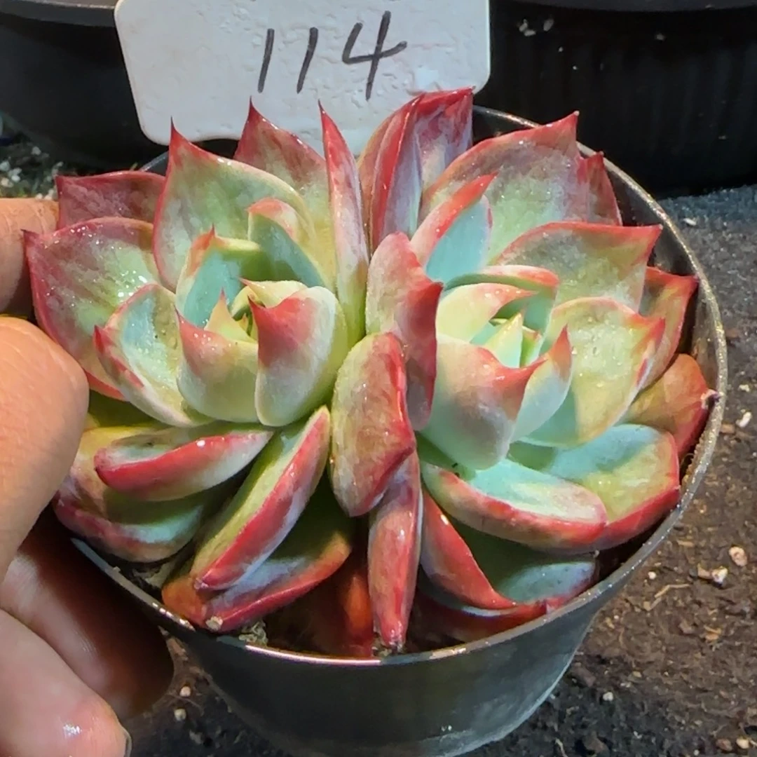 114 惊鸿一物一拍包装收缩花旱