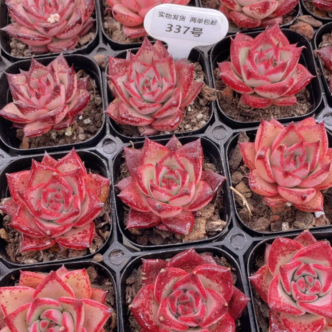 337号宽叶全状态罗密欧单头一个