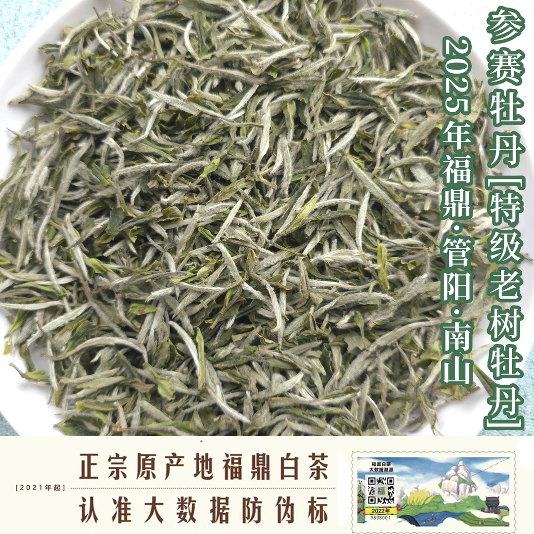 【管阳镇·思路和】2025年参赛特级牡丹·老树白牡丹海拔836米老枞茶