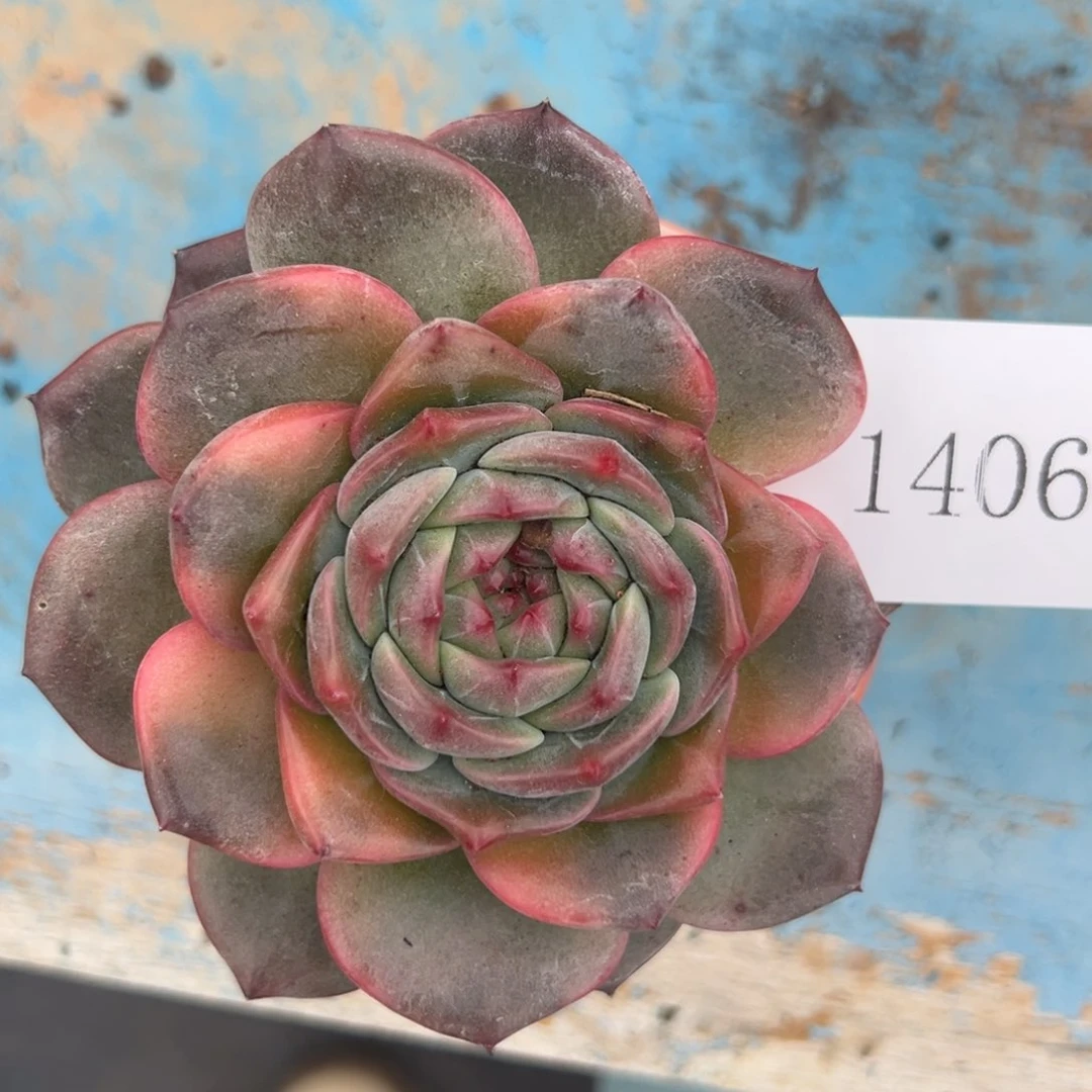 A****G1406肉肉肉肉肉