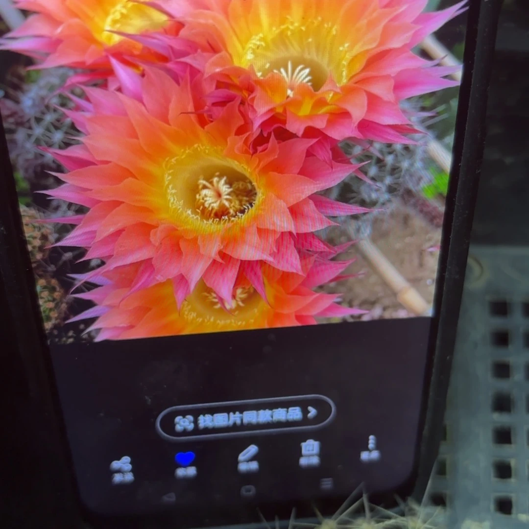 太阳神彩瑕侧牙20包邮仙人球45