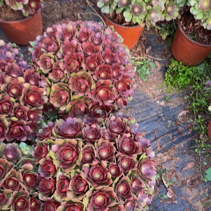 花，076-4颗，，，，，，