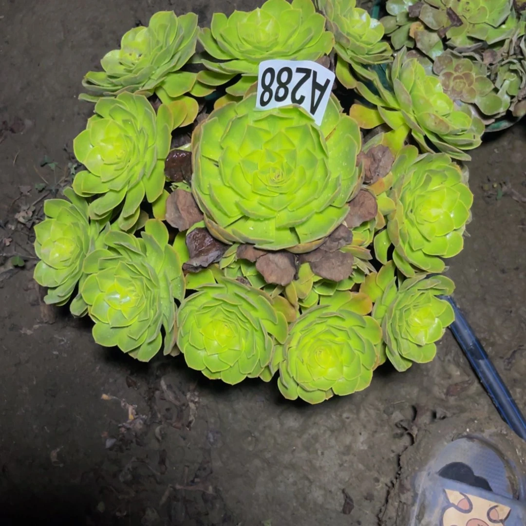 雨荷法师14/////46包邮
