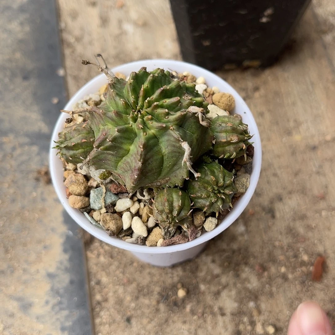 法利达大群一物一拍