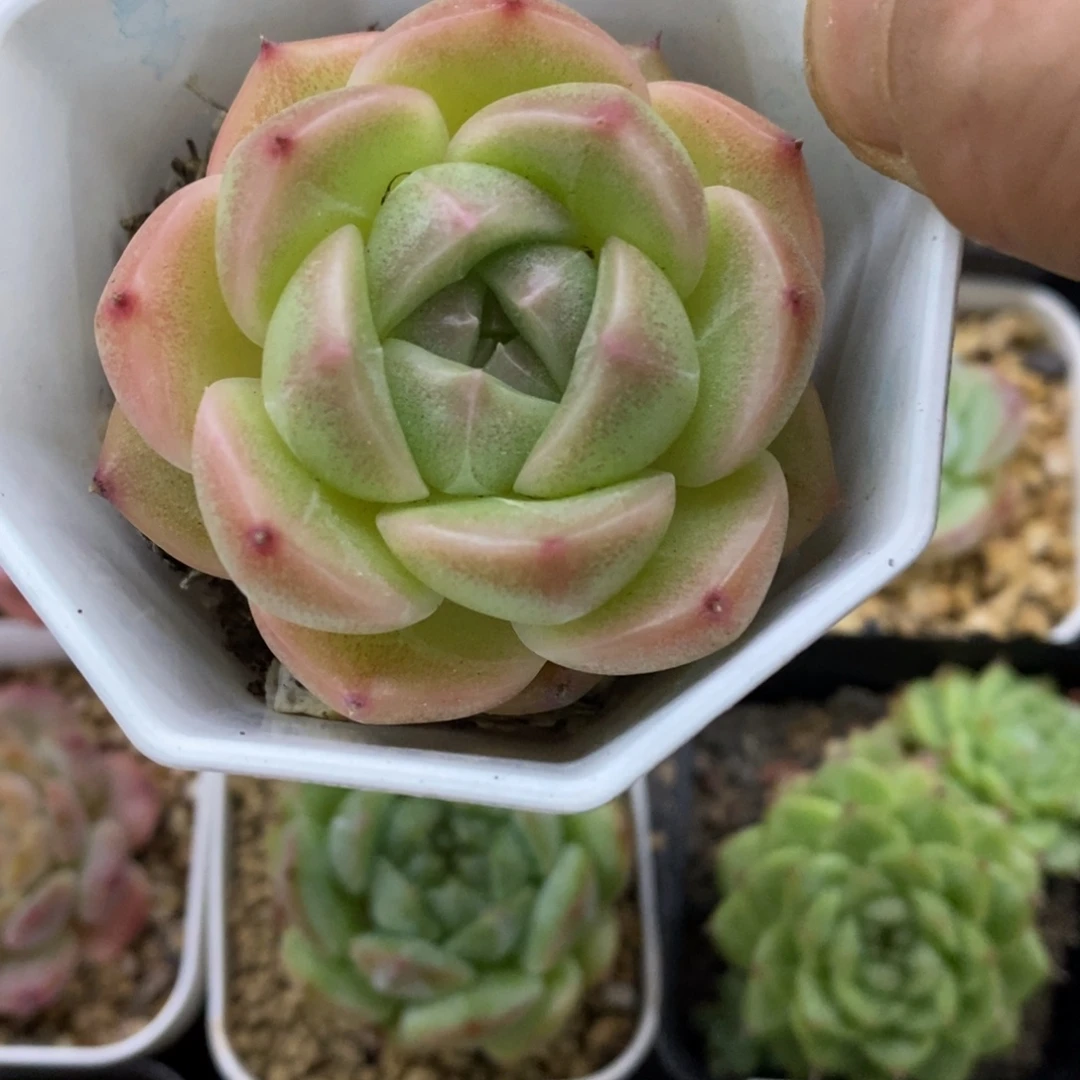 精品多肉一物一拍不包整87