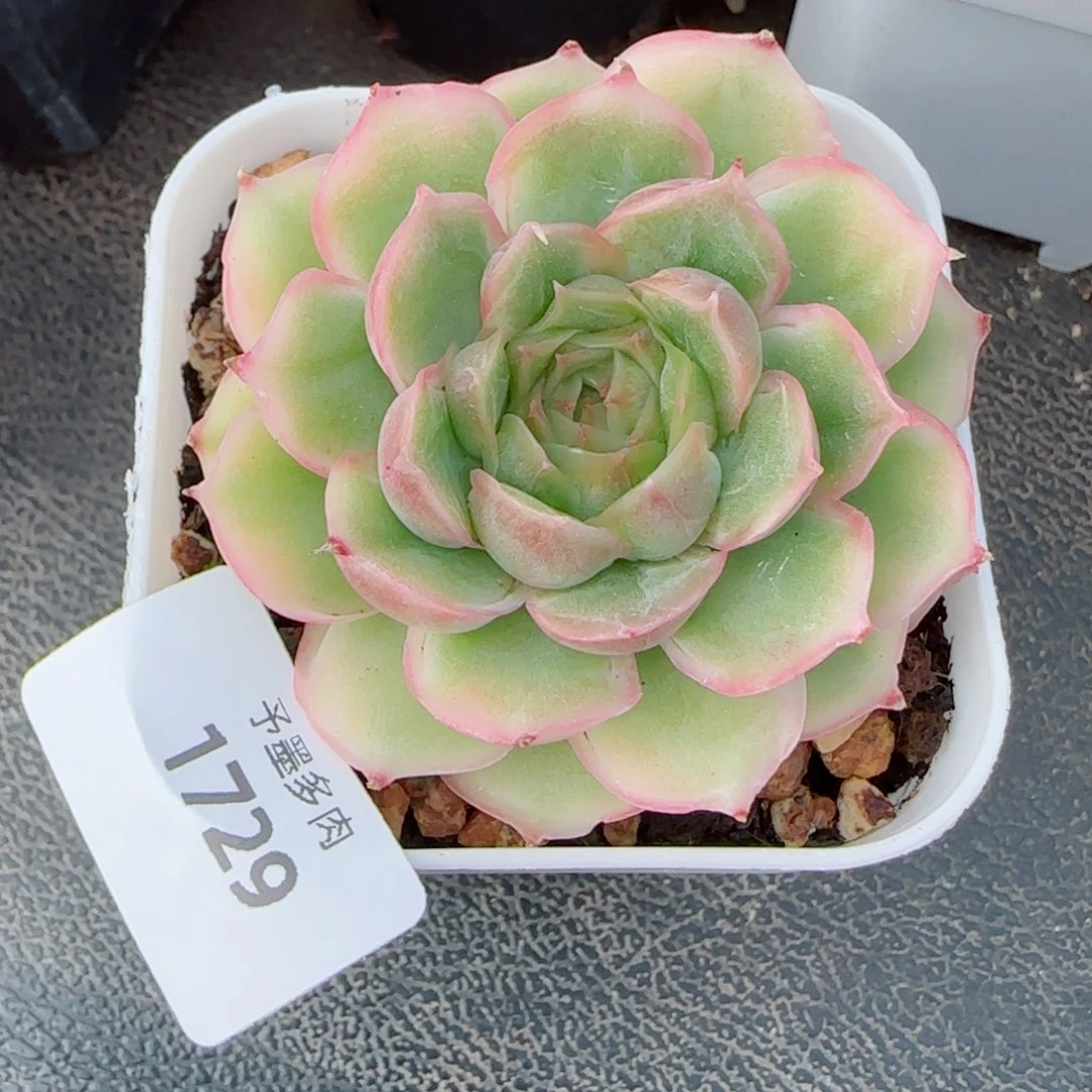 水晶虾饺，1929多肉植物