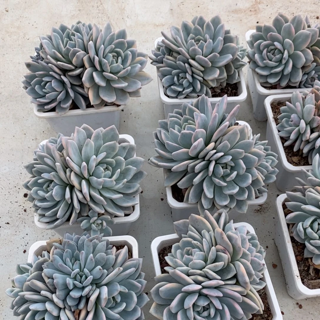梦露多肉植物随机一个
