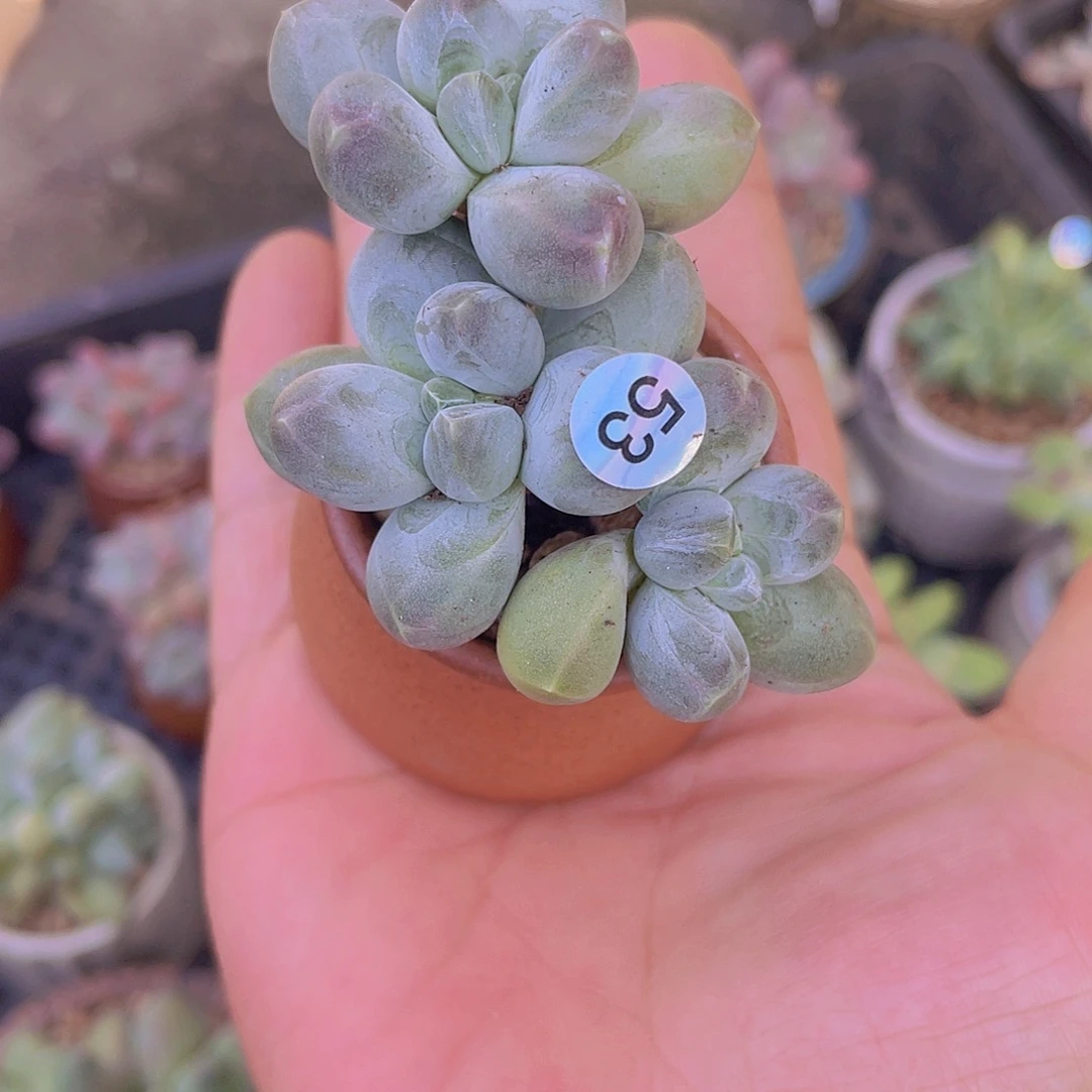 星空美人多肉植物