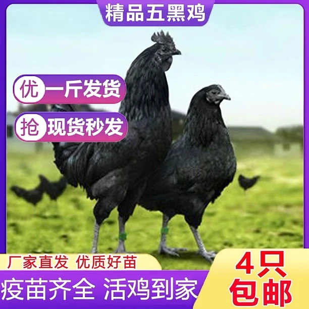 90天五黑一绿鸡不怕过冬散养五黑鸡绿壳蛋鸡宠物鸡乌骨鸡
