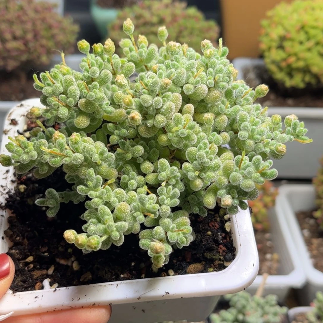 20冰晶优选枝干番杏