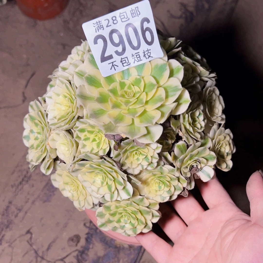 迈巴赫多肉植物2906