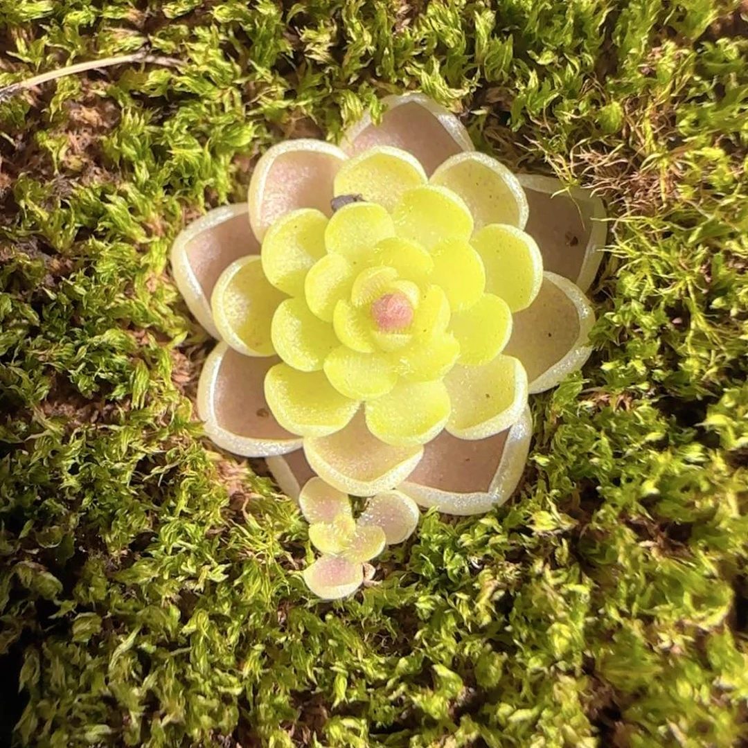 多肉1225-26捕虫堇