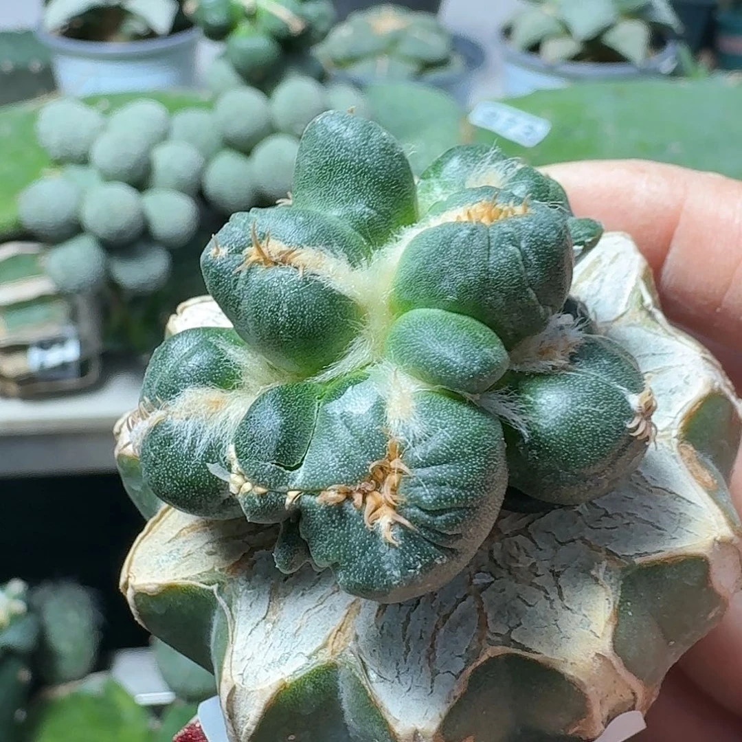 【闪购商品】无花朵A****沫蛋尤牡丹047