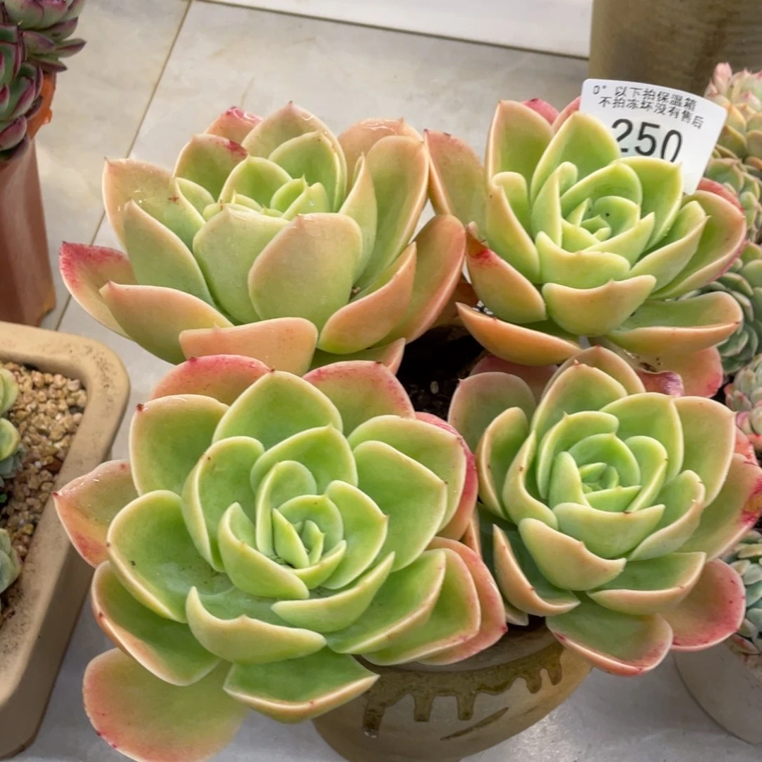 黑大帅多肉250星那嗒