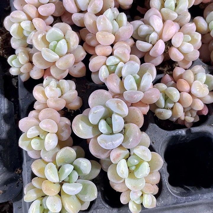双头小花瓣路1.5带土