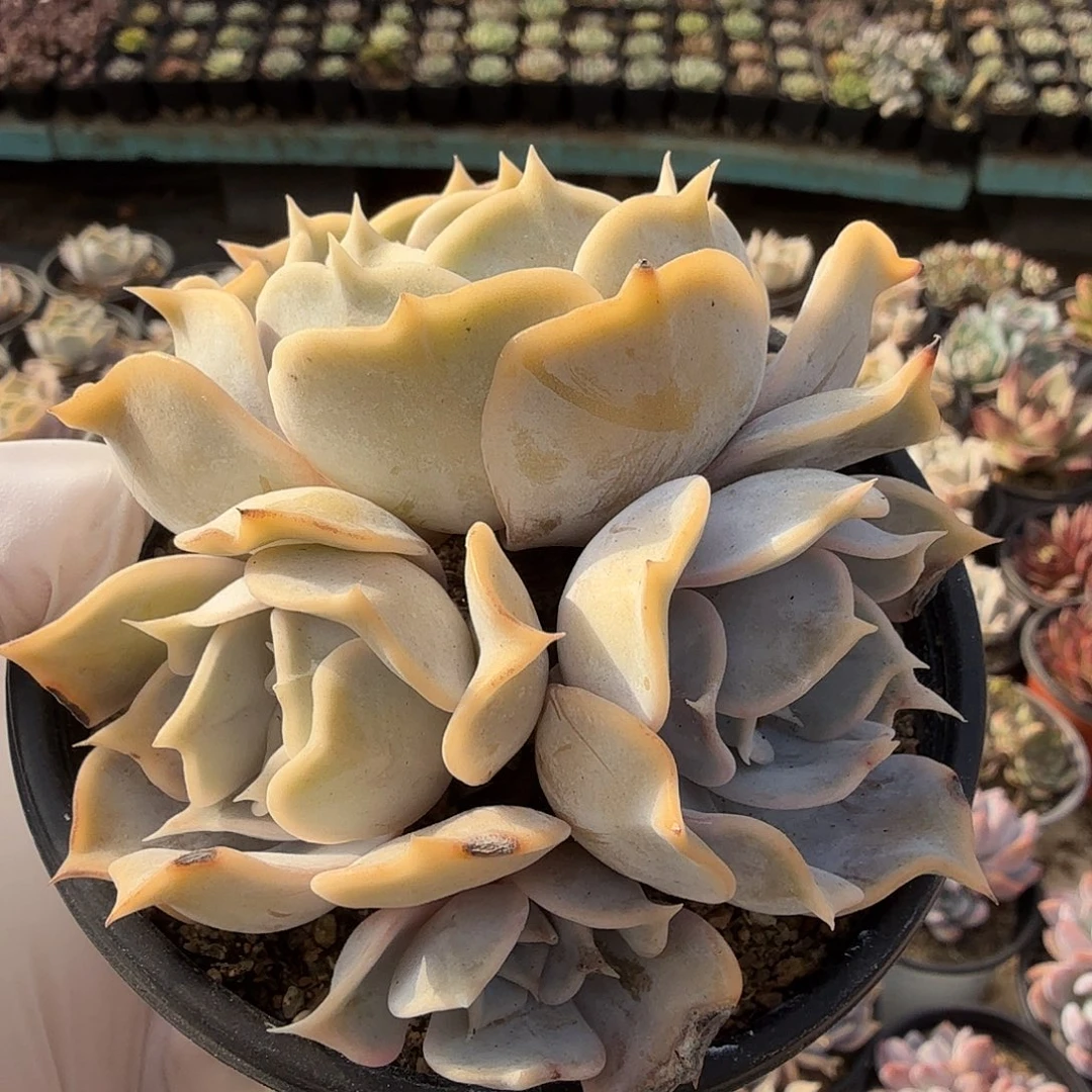 310十公分无砍丽娜莲满20包邮