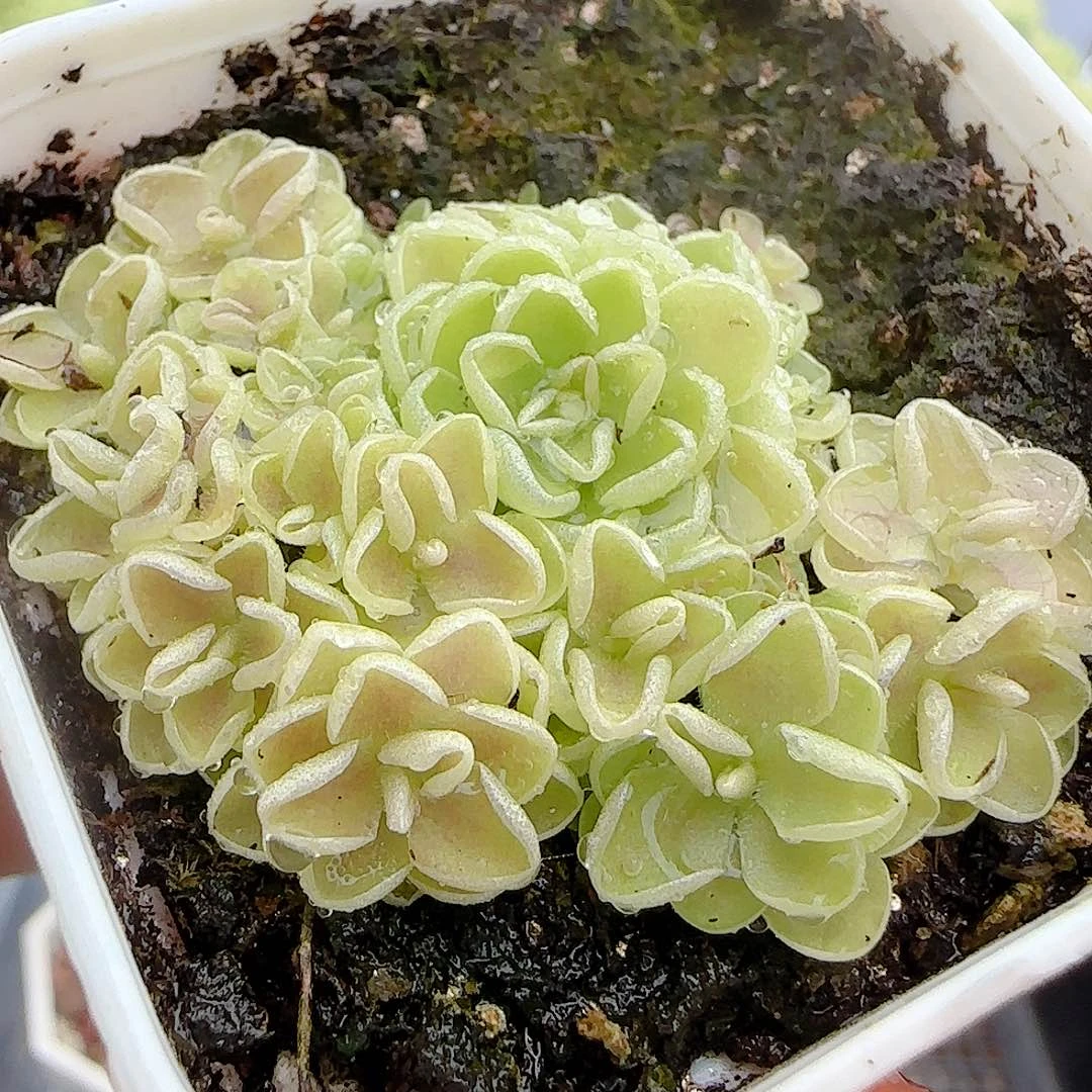 【闪购商品】0916-16爱丽丝