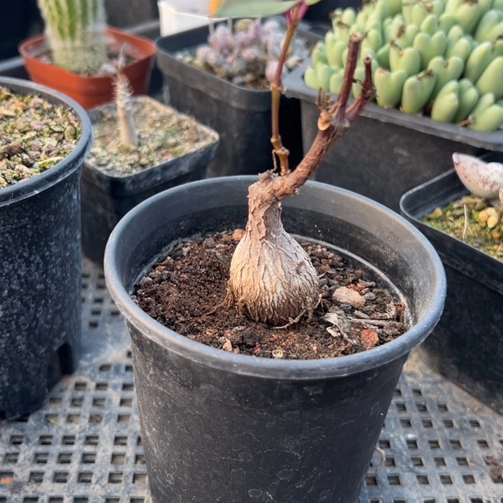 紫背。一物一拍，带盆