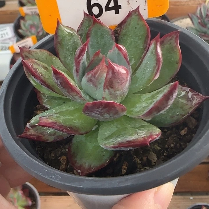 64 惊鸿仙子多肉植物