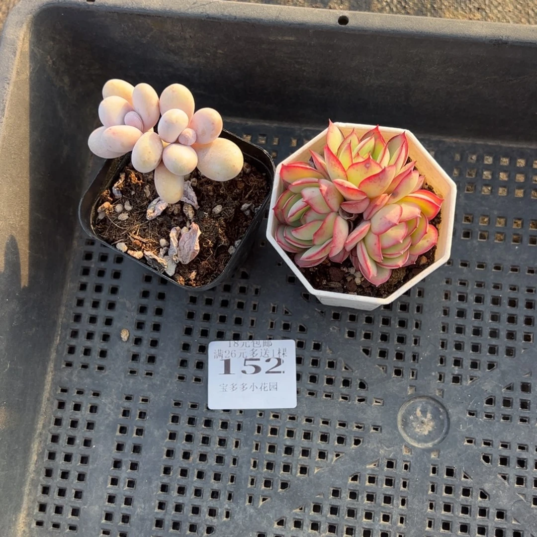 可****152号量拍多肉满20元包邮