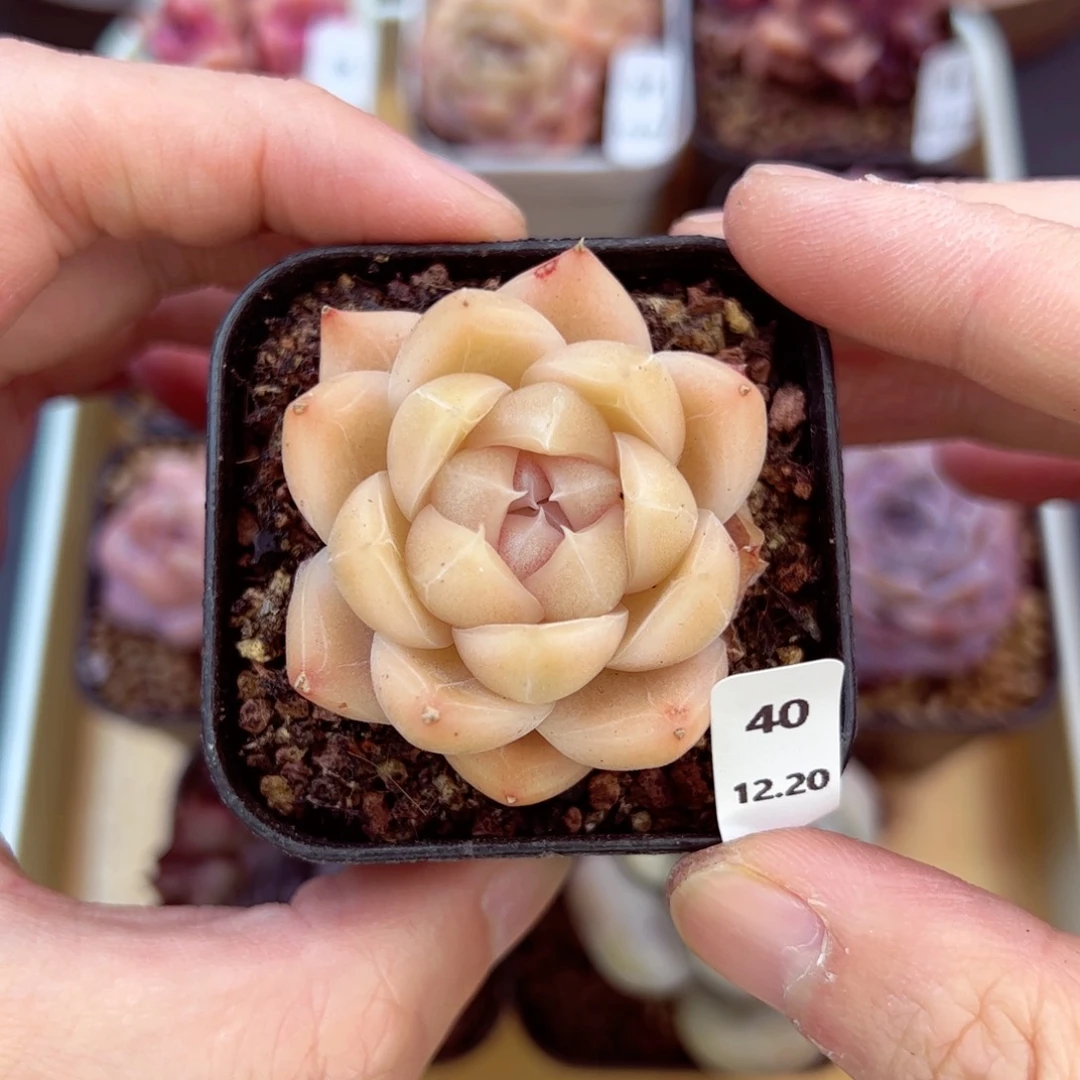 好好看40、哈哈哈哈