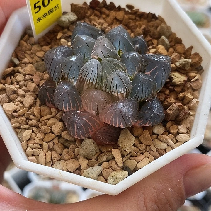 504紫镜玉露锦一物一拍