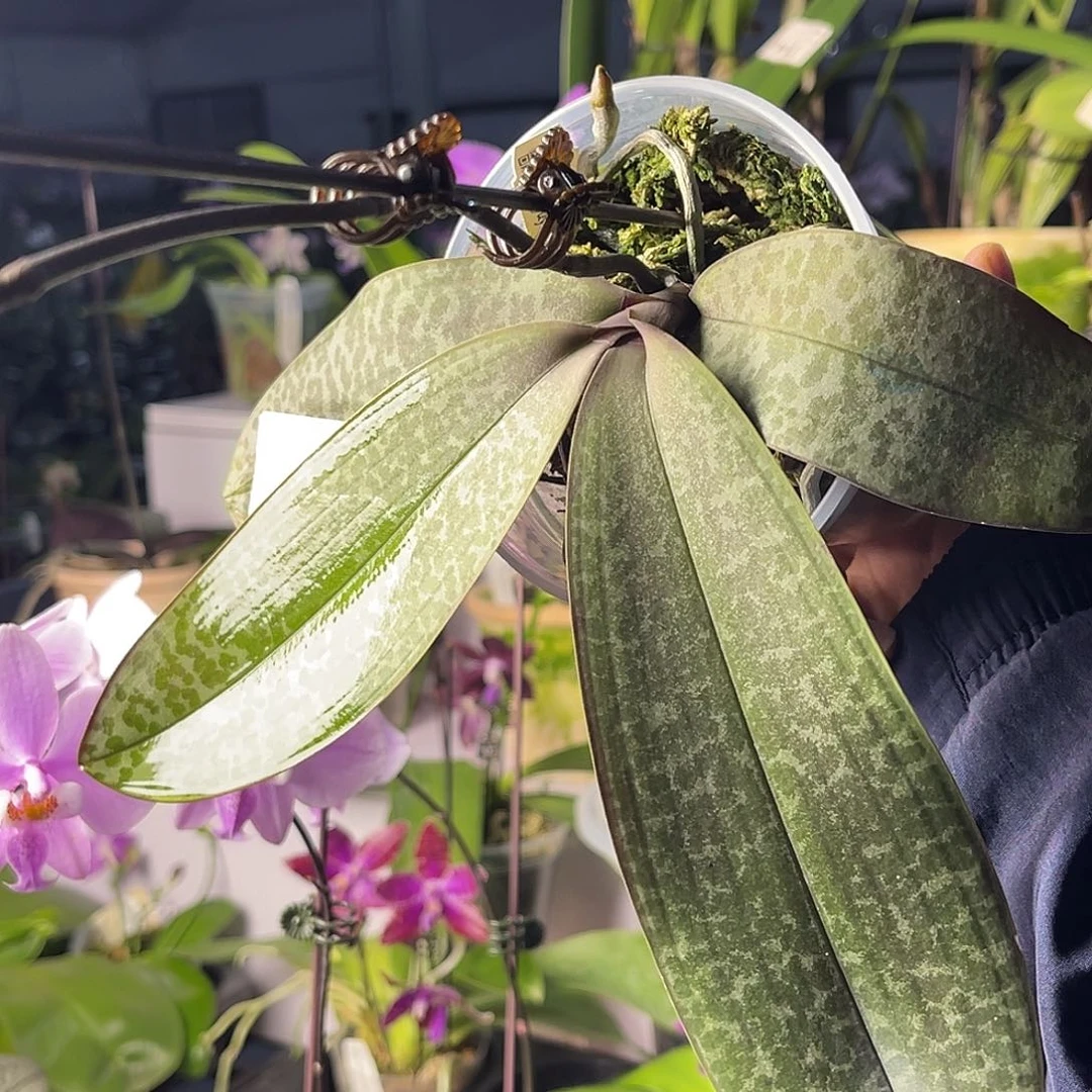 大量花朵（建议范围：8朵-15朵 或40%以上）编号182。23pu