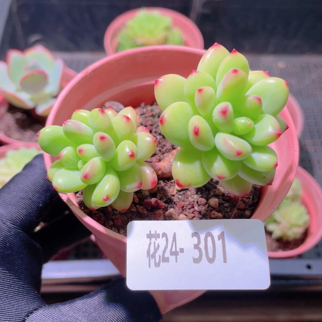 花利美24-301香格里拉