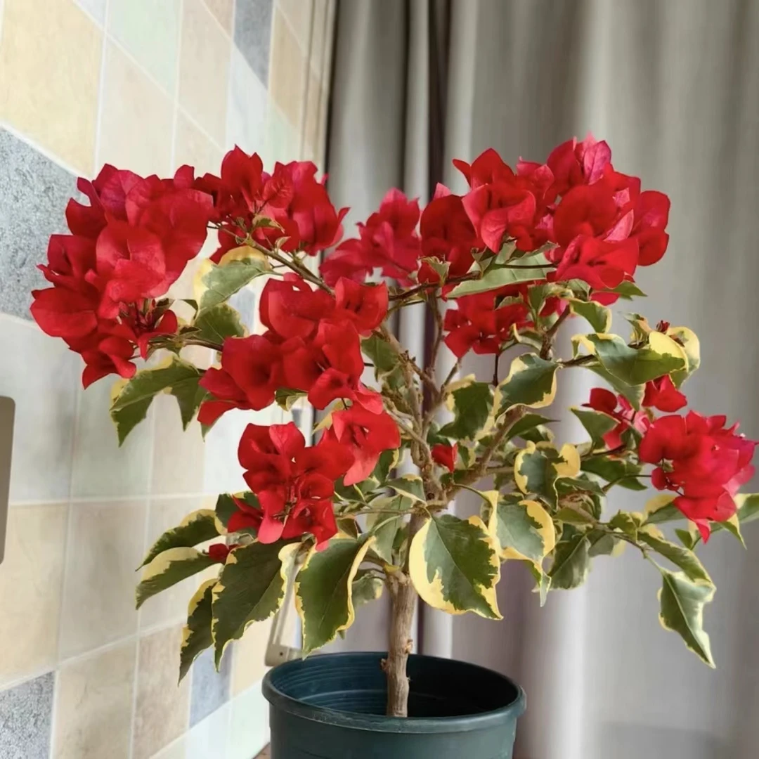 花叶红三角梅带花发货