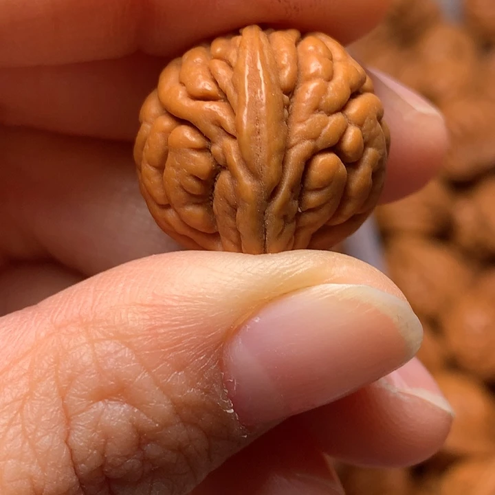 野生龙纹桃核霸王龙15颗打孔