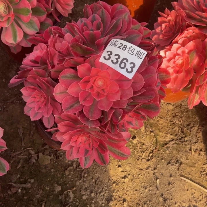 3363女巫多肉植物