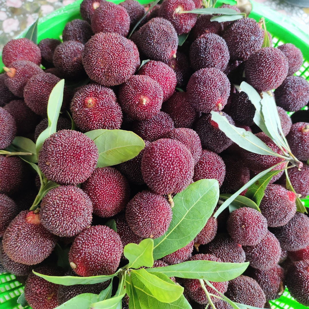 金灶本地五月红杨梅 多汁清甜不酸孕妇爱吃水果2/4斤顺丰