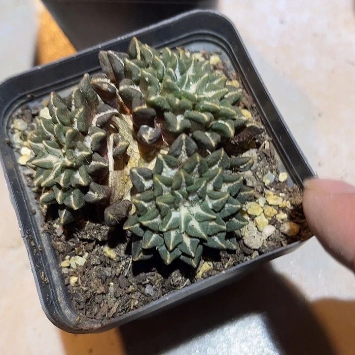满38包邮2天凑单，脱土晾根发货多肉植物自根黑牡丹