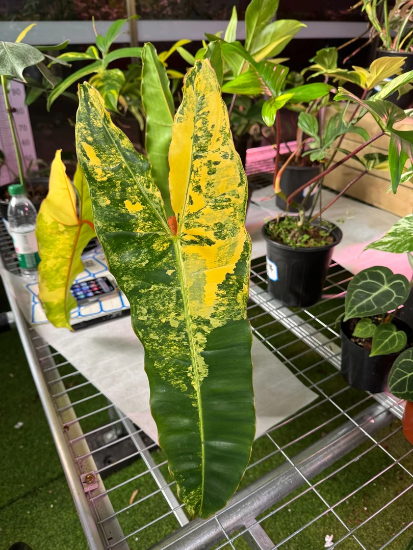 【SOLOPlants】橙柄锦蔓绿绒锦化植物天南星科热带植物室内绿植
