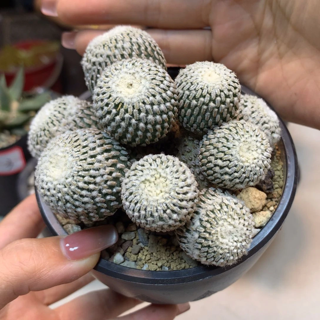 18号 出根 金巧殿群生