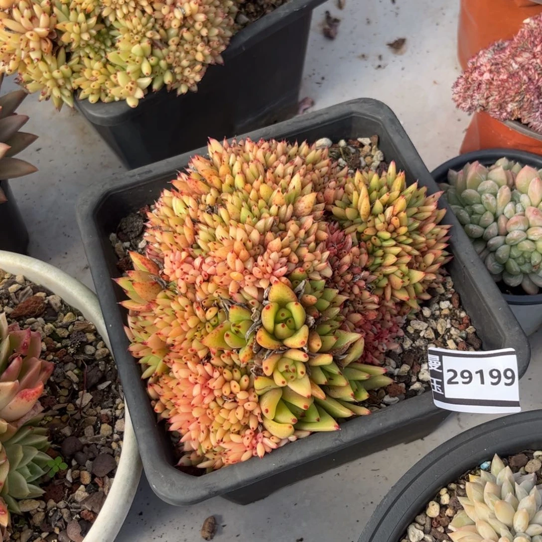 清纯乌木缀多肉植物29199