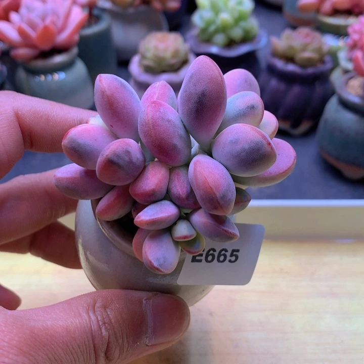 一物一拍满38包邮 E665