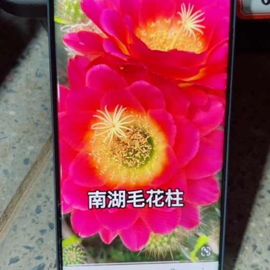 下41毛星火歪无根侧芽7公分左右20包邮