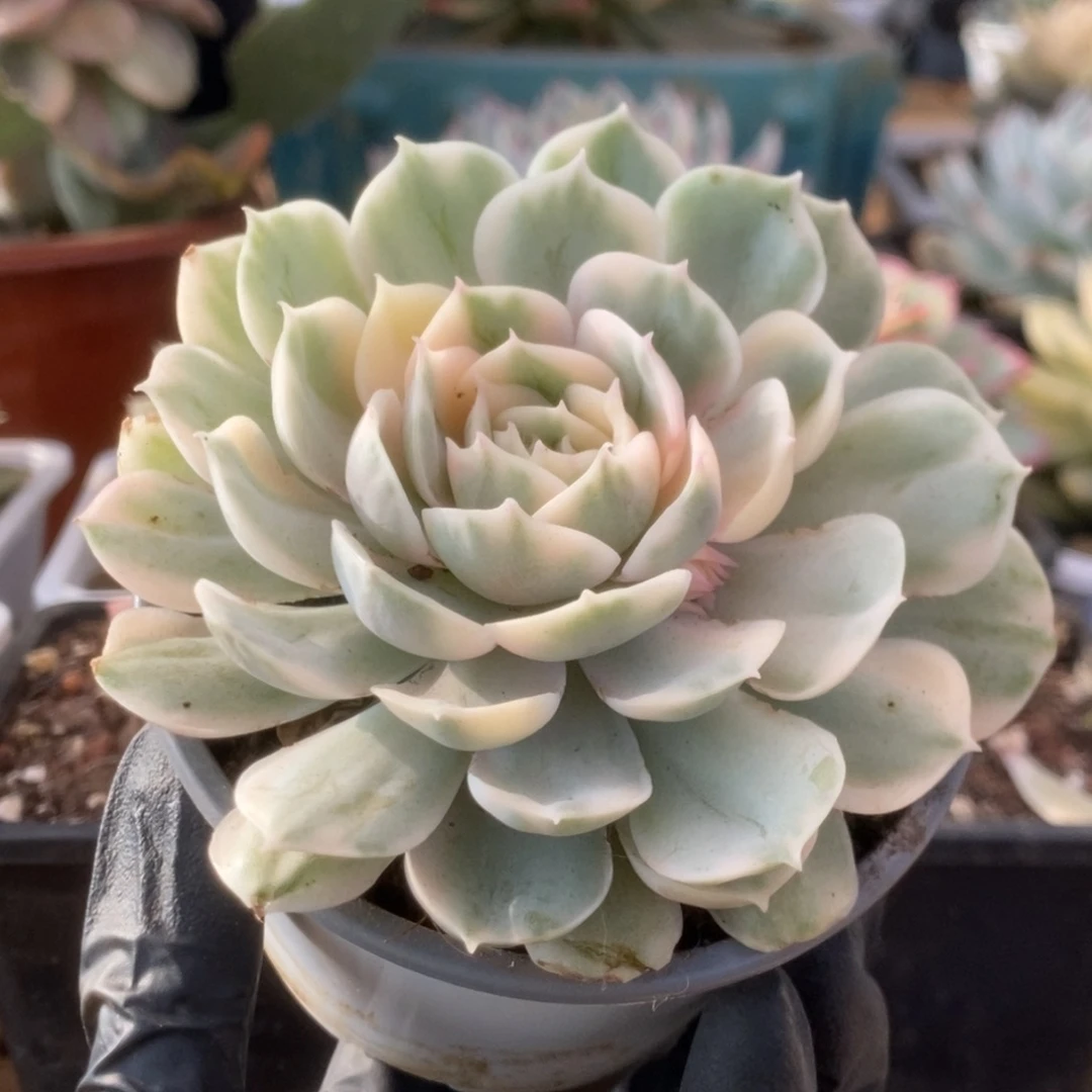 602昂丝诺锦锦锦锦锦