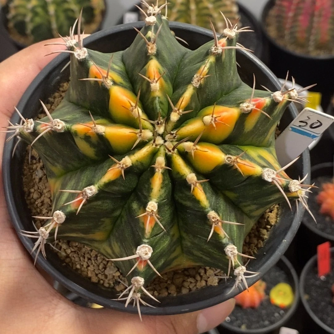 精品大米哈—带盆土发货26