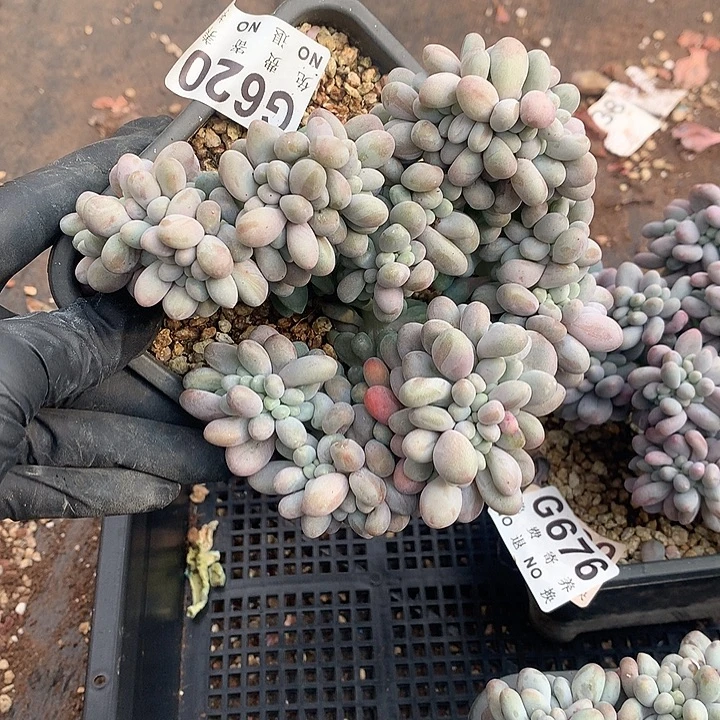 汤圆缀化 一物一拍9.12后以后发