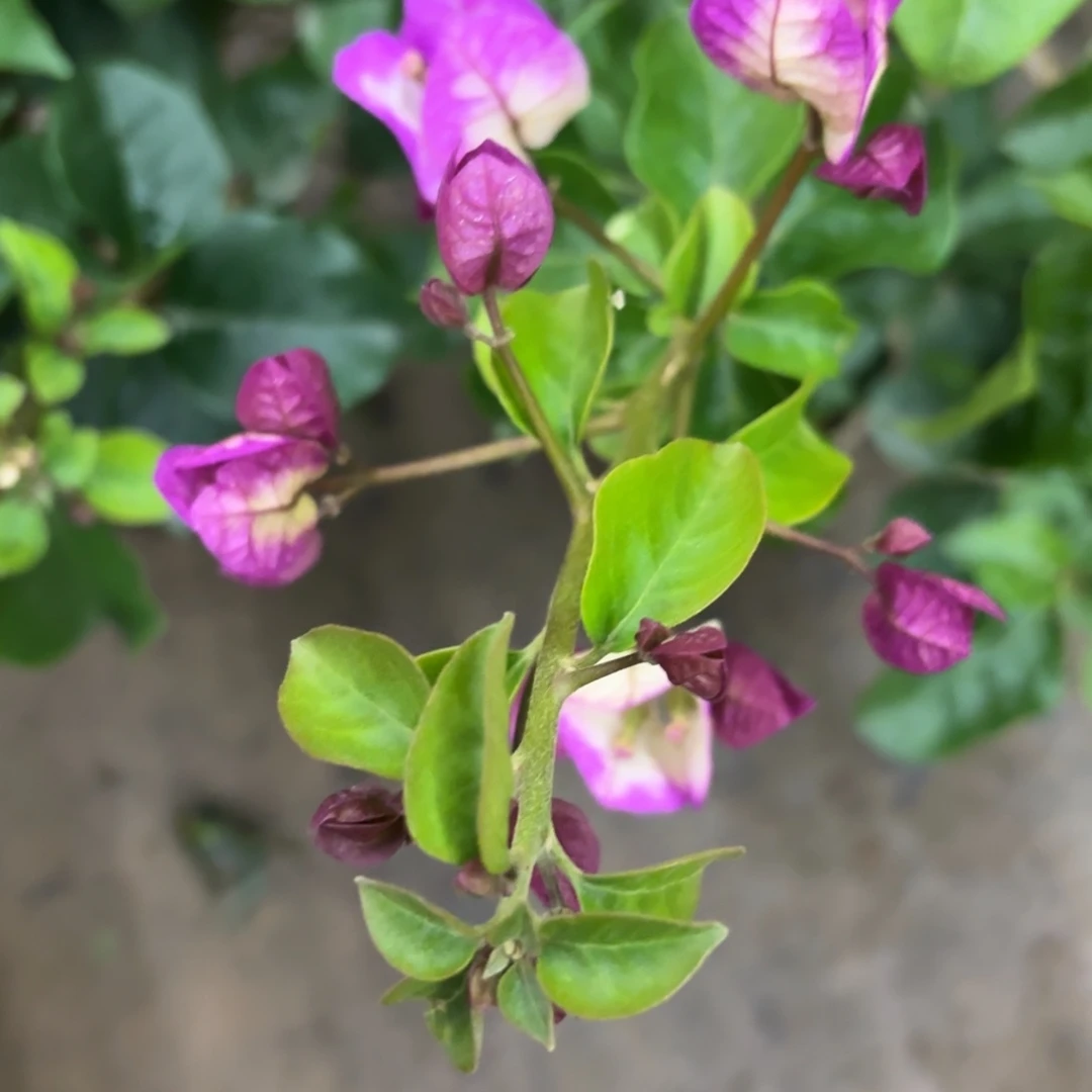 全部花苞（紫罗兰）三角梅会落花落叶会光杆苗有大有小