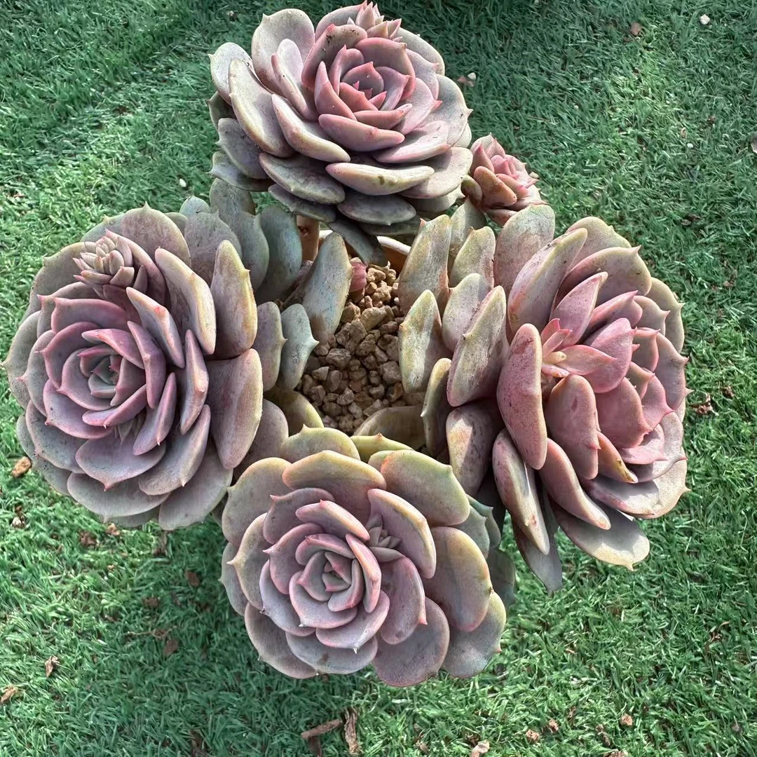 群生紫蝶多肉植物脱土随机一颗，发货以直播间实物为准！