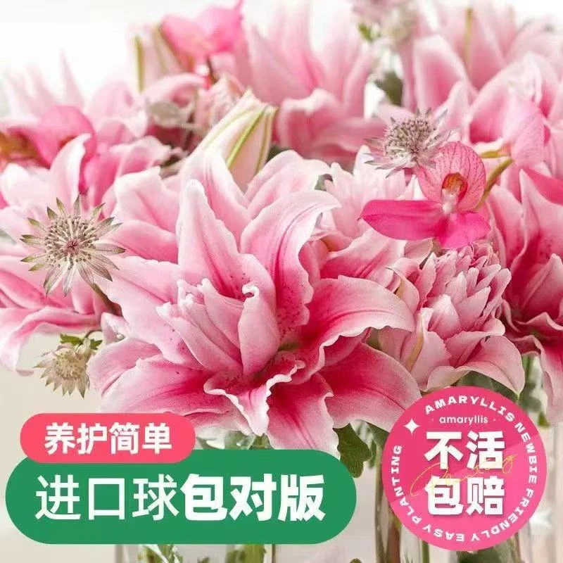 进口香水百合花百合种球种球四季开花浓香型室内外盆栽百合花球