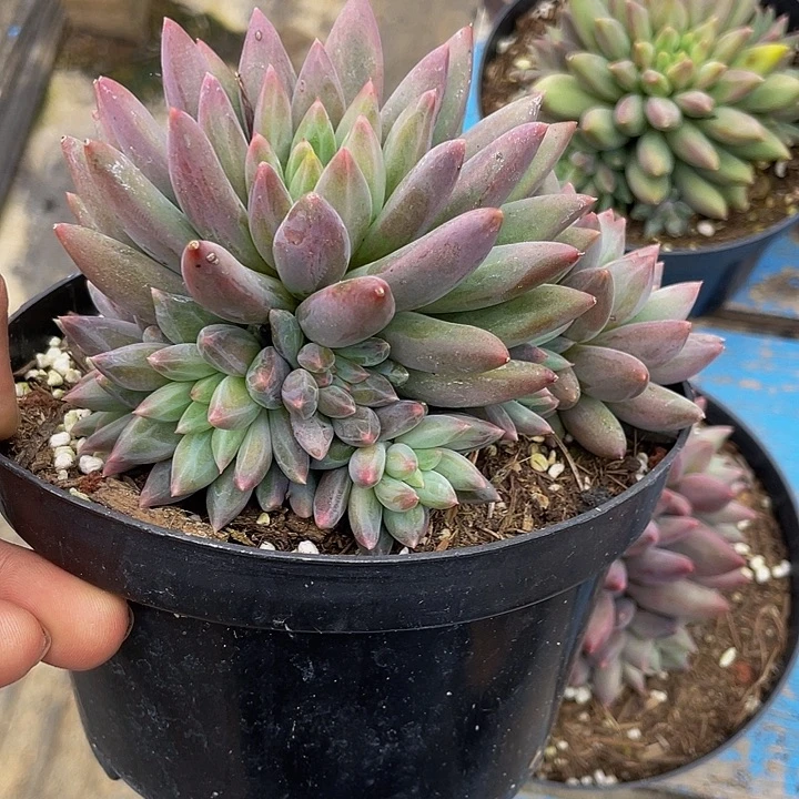 红蜻蜓手捧花哦哦哦