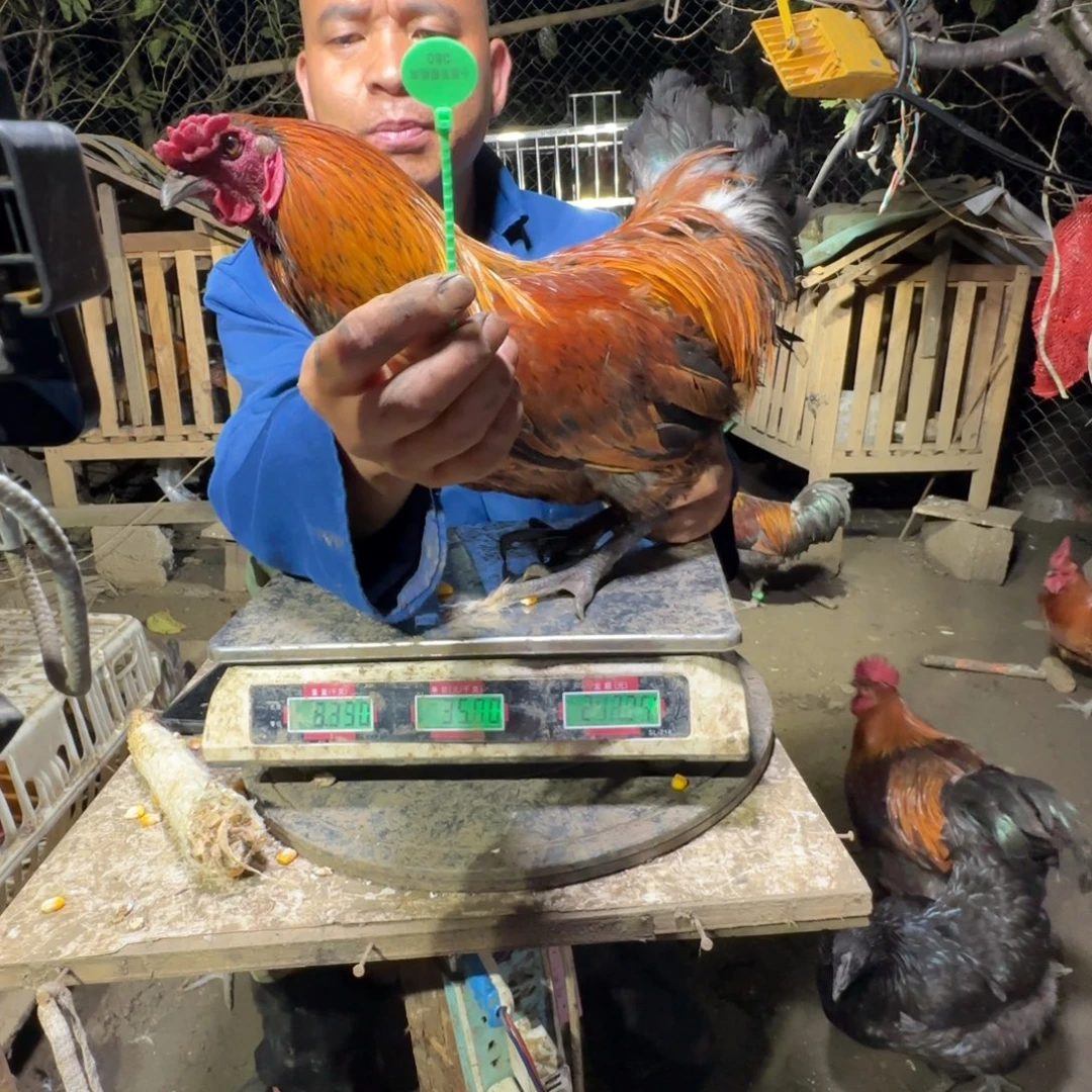 包装中国大陆080樱桃鸡