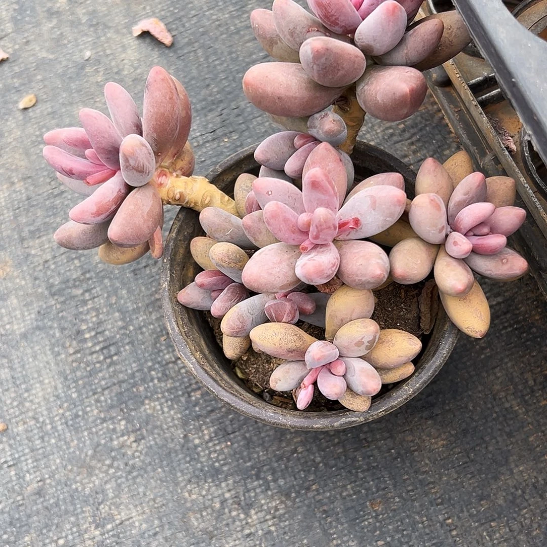 阿***甘多头糖果美人多肉一物一拍植物