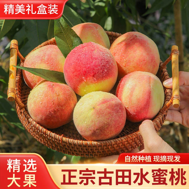 古田水蜜桃新鲜水果正宗水蜜桃子礼盒当季时令水果现摘现发